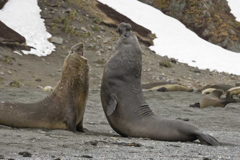 South Georgia Island Elephant seals fighting
